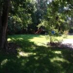 A Large Tree and Dense Vegetation in the Backyard