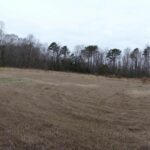 Open Ground and Dense Vegetation at the Property