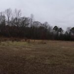 Trees and Grassland, Full of Greenery near the Property