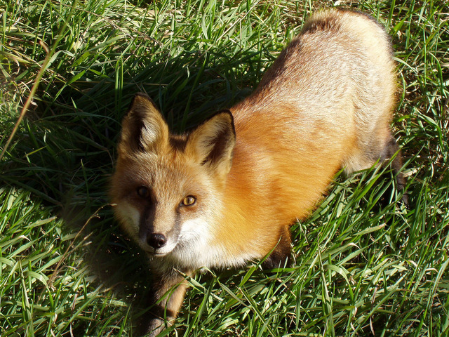 A Sakhalin Fox Looking Up While Standing on Large Grasses