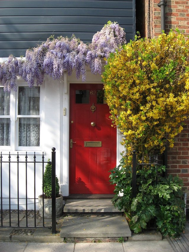 A Violet Color Creepers Over a House