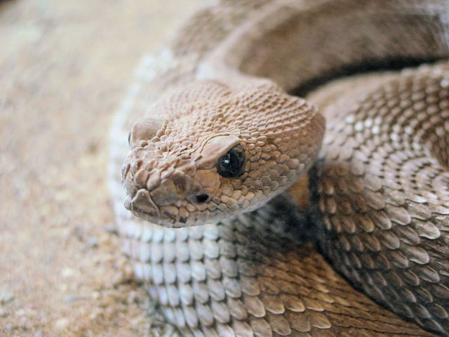 Aruba Island Rattlesnake Sitting and Watching