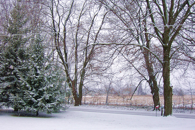 Snow Covered Trees, Leaves, and Road During Winter